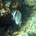 Cabo-019