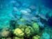 2009.11.03 SnorkelFB-24
