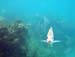 2009.11.03 SnorkelFB-34
