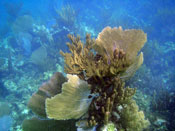 Snorkel