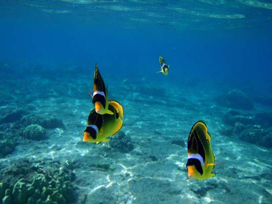 Hawaii2008-Fish-004