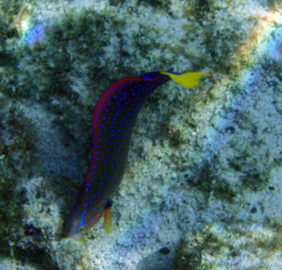 Hawaii2008-Fish-007