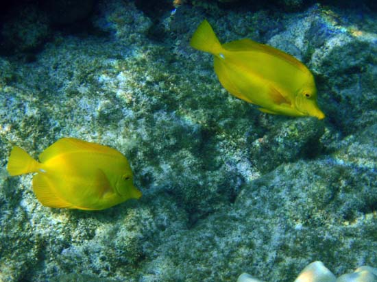 Hawaii2008-Fish-011