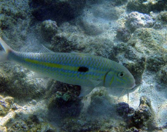 Hawaii2008-Fish-019
