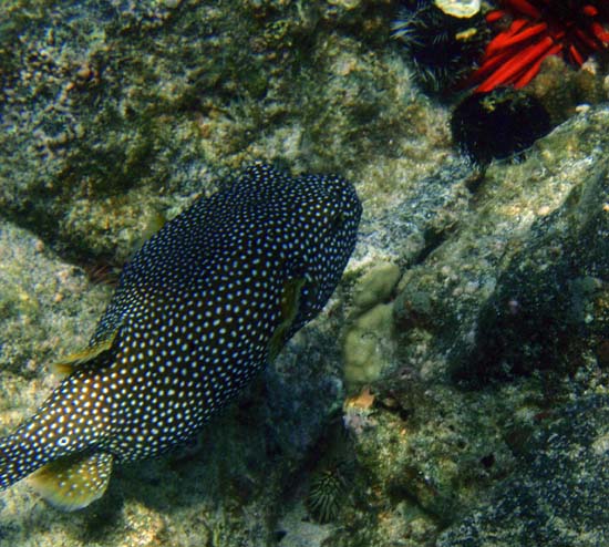 Hawaii2008-Fish-020