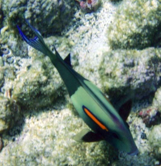 Hawaii2008-Fish-025