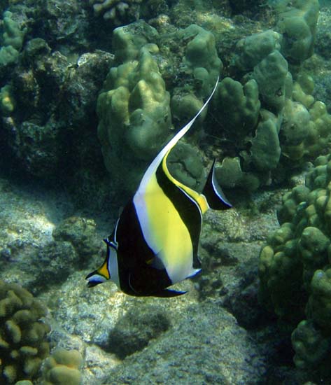 Hawaii2008-Fish-027