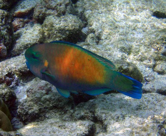 Hawaii2008-Fish-032