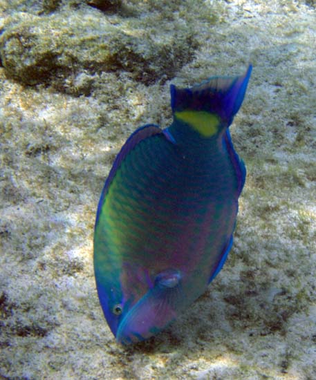 Hawaii2008-Fish-033