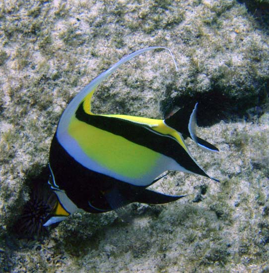 Hawaii2008-Fish-034