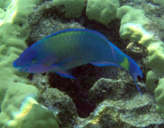 Hawaii2008-Fish-036
