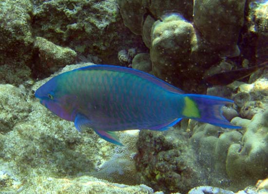 Hawaii2008-Fish-040