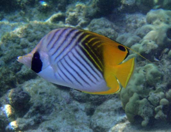 Hawaii2008-Fish-042