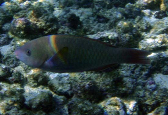 Hawaii2008-Fish-049