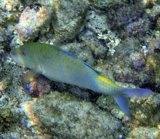 Hawaii2008-Fish-050