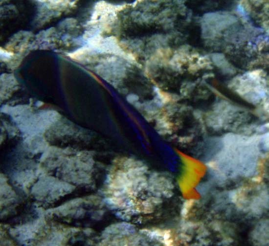 Hawaii2008-Fish-052