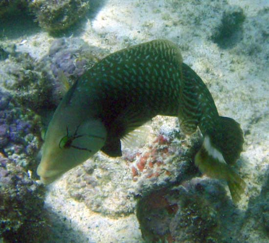 Hawaii2008-Fish-069