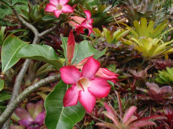 Hawaii2008-Krimms-013