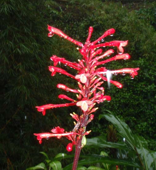 Hawaii2008-NorthKona-015