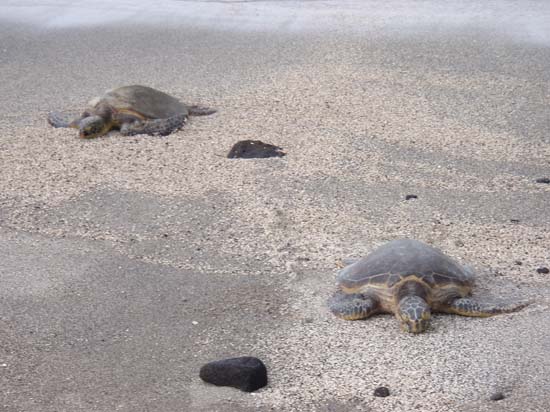 Hawaii2008-Refuge-008