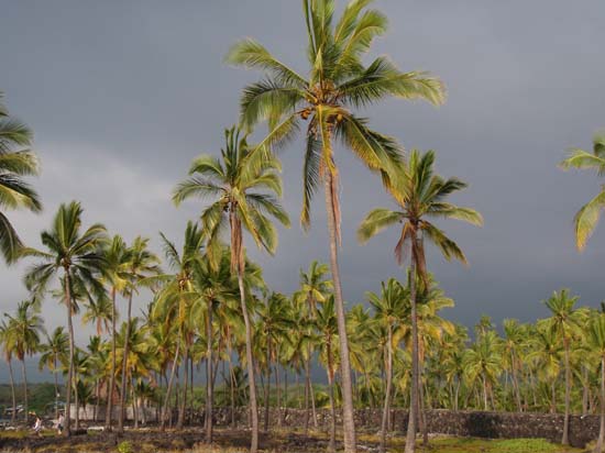 Hawaii2008-Refuge-014