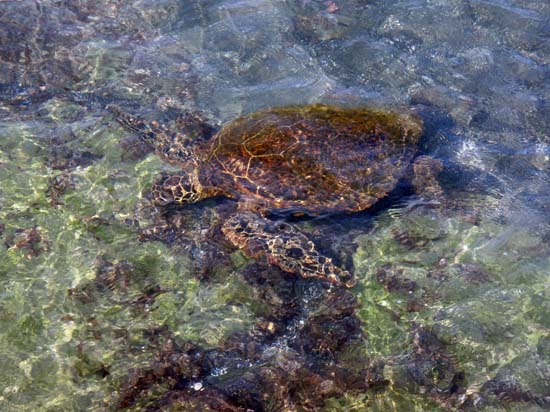 Hawaii2008-Turtles-003