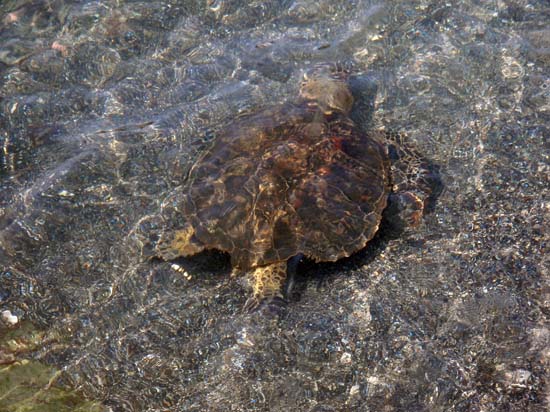 Hawaii2008-Turtles-008