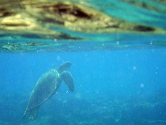 Hawaii2008-Turtles-012