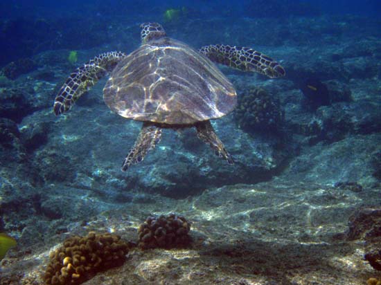 Hawaii2008-Turtles-017