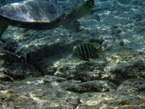 Hawaii2008-Turtles-019