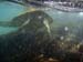 Hawaii2008-Turtles-002