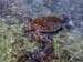 Hawaii2008-Turtles-003