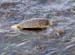 Hawaii2008-Turtles-006