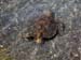 Hawaii2008-Turtles-008
