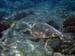 Hawaii2008-Turtles-016