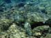 Hawaii2008-Turtles-022
