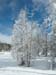 Yellowstone