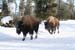 Yellowstone