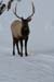 Yellowstone